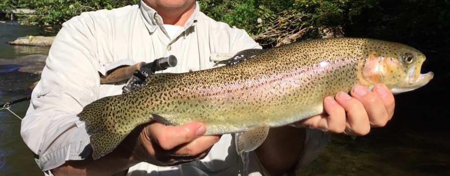Guided fly fishing West Fork Pigeon River, NC