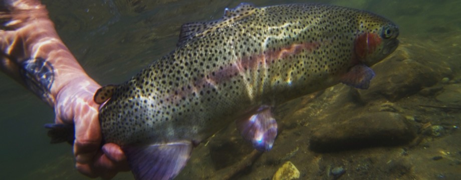 speedster reels  Hookers Fly Shop and Guide Service. Your Smokies Fly  Fishing Experience.