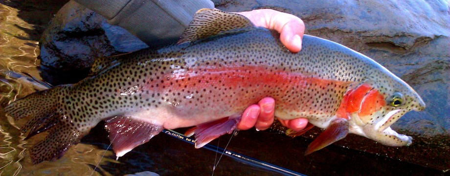 Beginner Fly Fishing Trips in NC  Hookers Fly Shop and Guide Service. Your  Smokies Fly Fishing Experience.