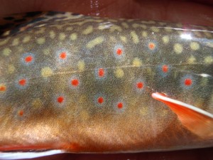 Great Smoky Mountains Brook Trout