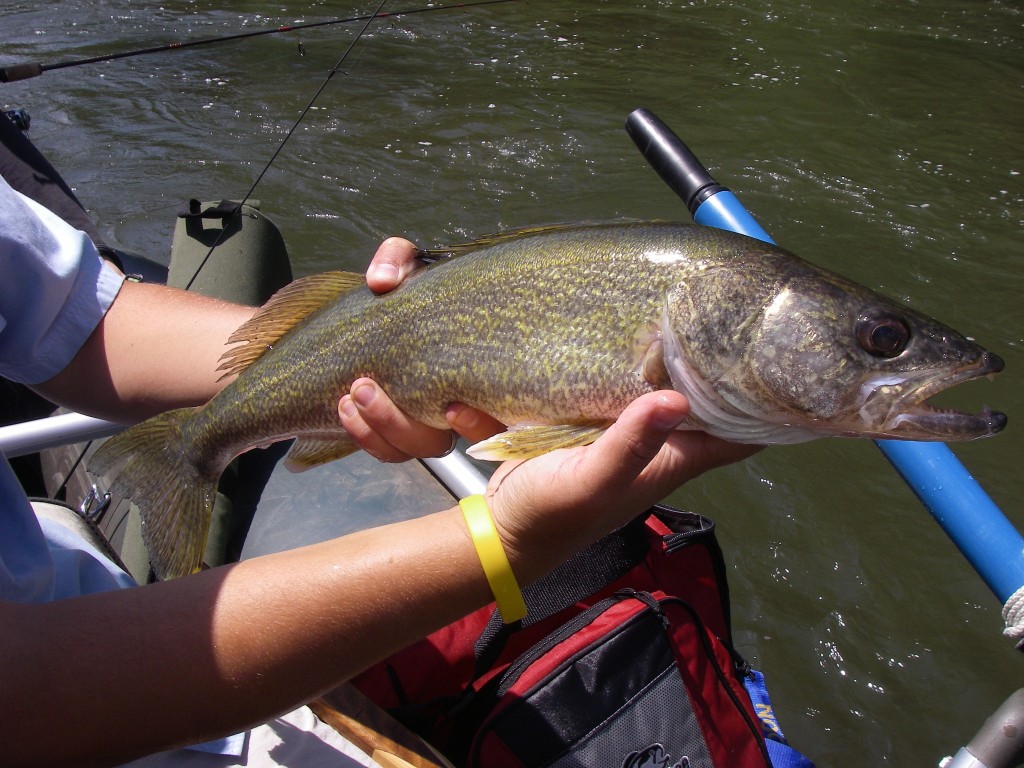 Fly Fishing for Smallmouth Bass in North Carolina Hookers Fly Shop