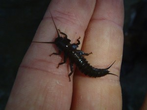Large Brown Stonefly found on Scotts Creek