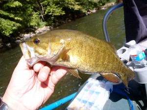 Tuckasegee Smallmouth Bass