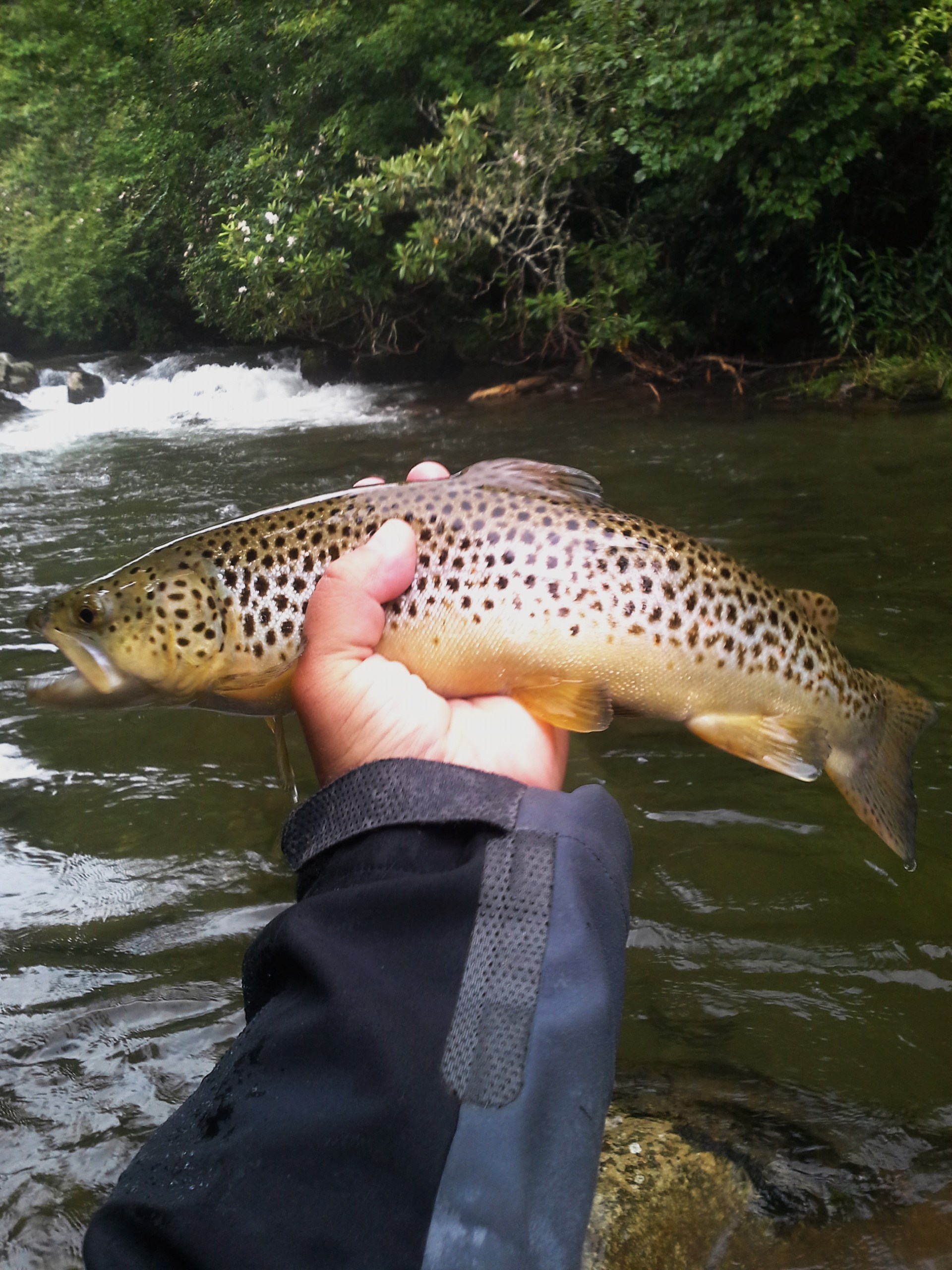 Fly Fishing Guides in the Smokies  Hookers Fly Shop and Guide Service.  Your Smokies Fly Fishing Experience.