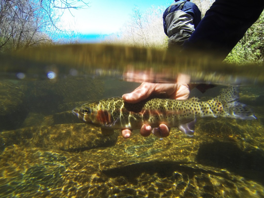 Fly Fishing Gatlinburg TN Hookers Fly Shop and Guide Service. Your