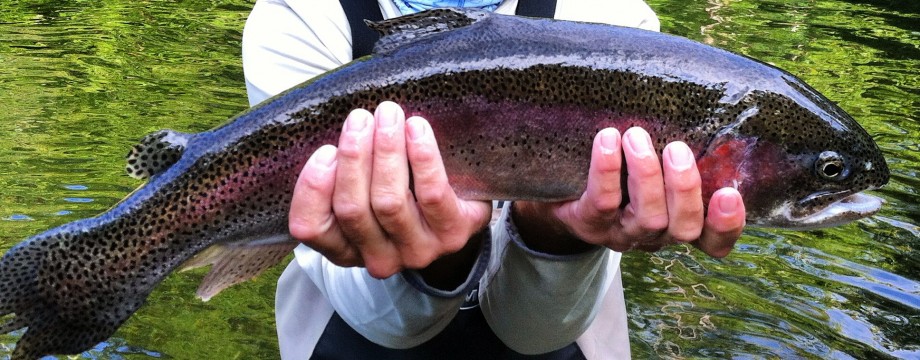 Guided Fly Fishing in Cherokee NC  Hookers Fly Shop and Guide Service.  Your Smokies Fly Fishing Experience.