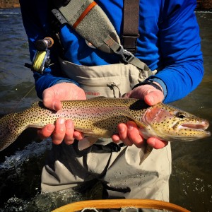 Tuckasegee River Trout Fishing