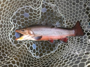 Tuckasegee River Fishing Report