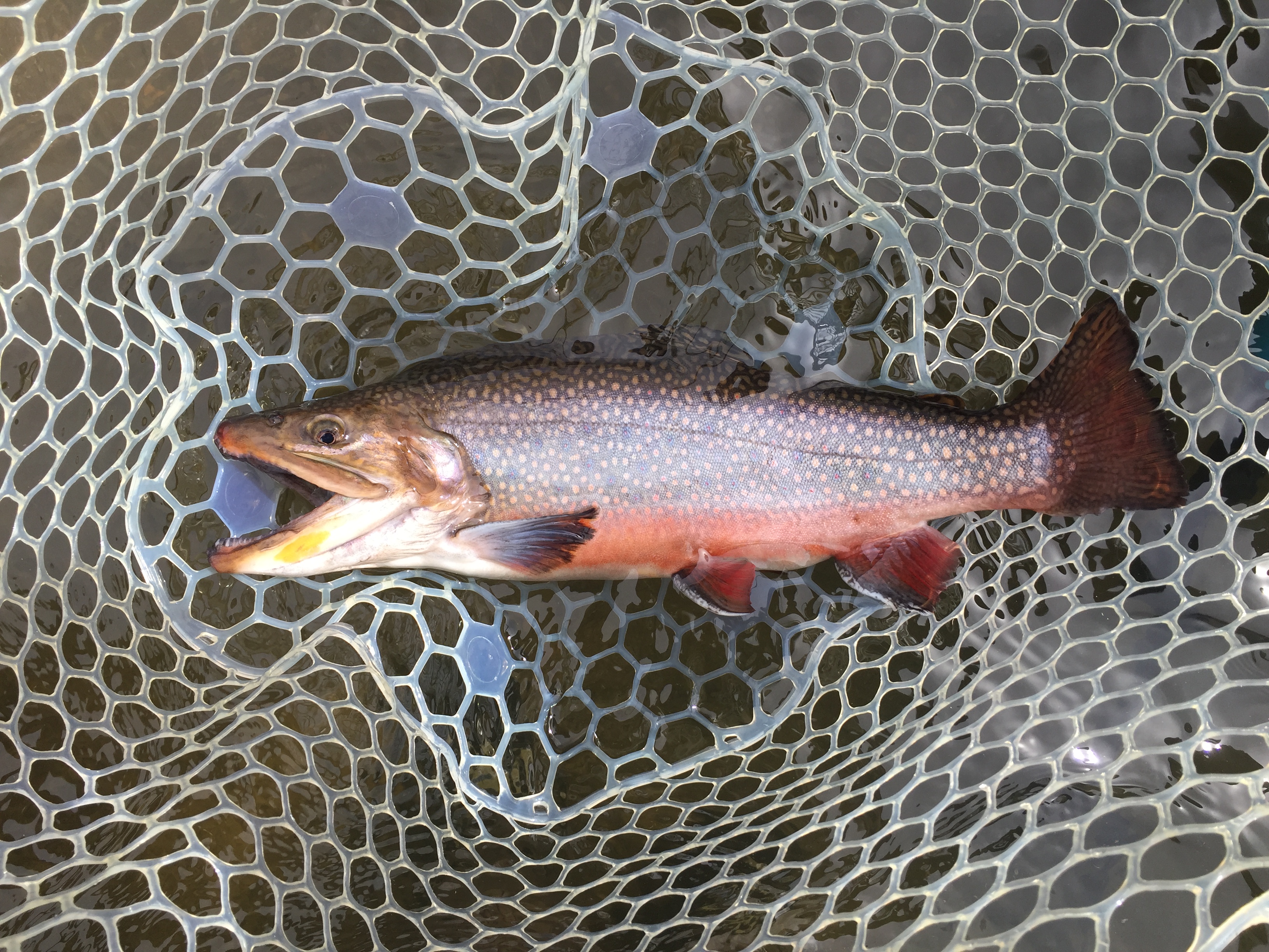 Trout Fishing Report for Foothills Western North Carolina