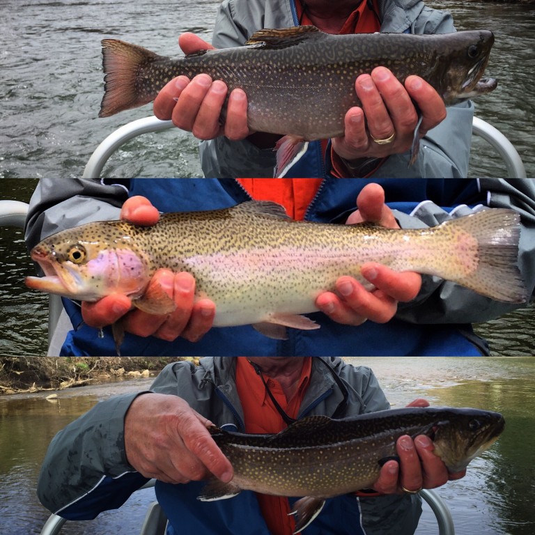 Fish Talk Blog Hookers Fly Shop and Guide Service. Your Smokies Fly